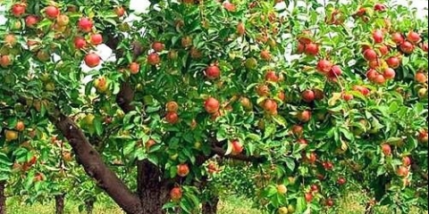 Najbolje sorte jabuka za moskovsku regiju: opis fotografija